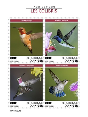 Colibri