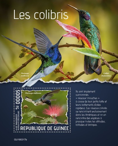 Colibri