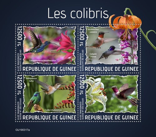 Colibri